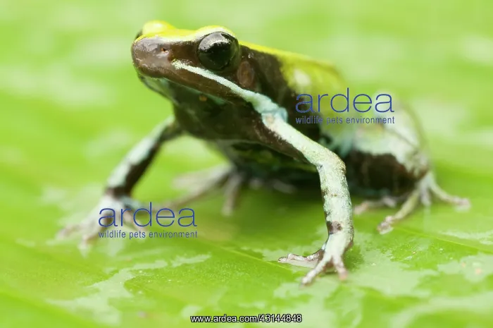 : Green Mantella : Green Mantella