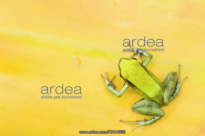 : Green Mantella : Green Mantella