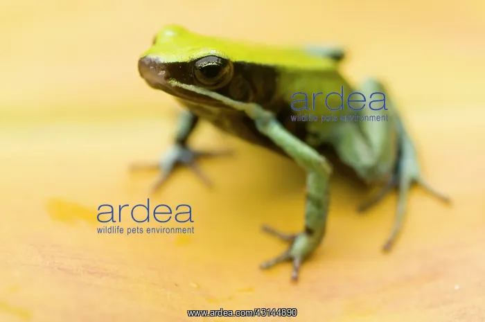 : Green Mantella : Green Mantella