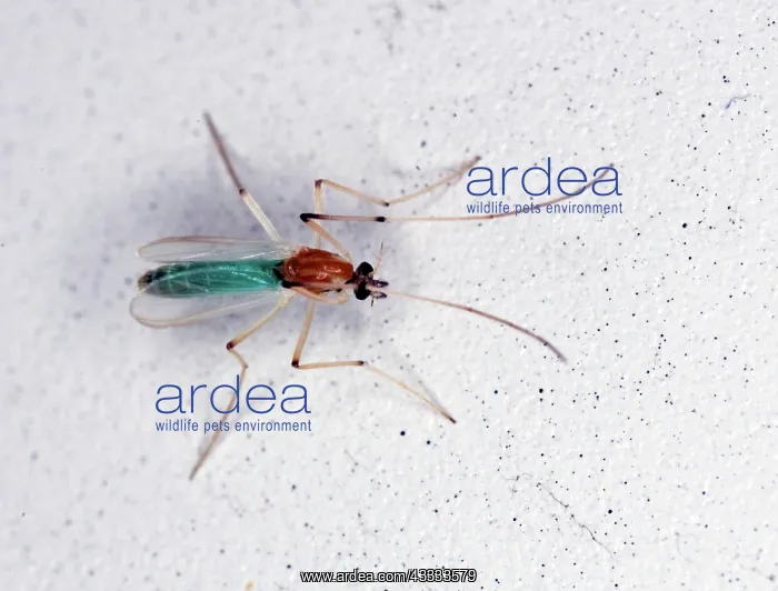 : Green Midge : Green Midge