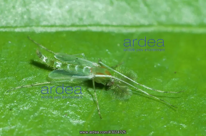 : Green Midge Green Midge on leaf Klungkung Bali Indones : Green Midge Green Midge on leaf Klungkung Bali Indones