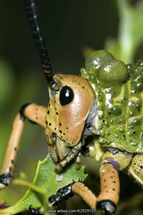 : Green Mikweed locust close-up, showing mouthparts : Green Mikweed locust close-up, showing mouthparts