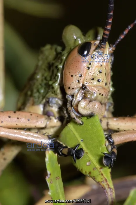 : Green Mikweed locust close-up, showing mouthparts : Green Mikweed locust close-up, showing mouthparts
