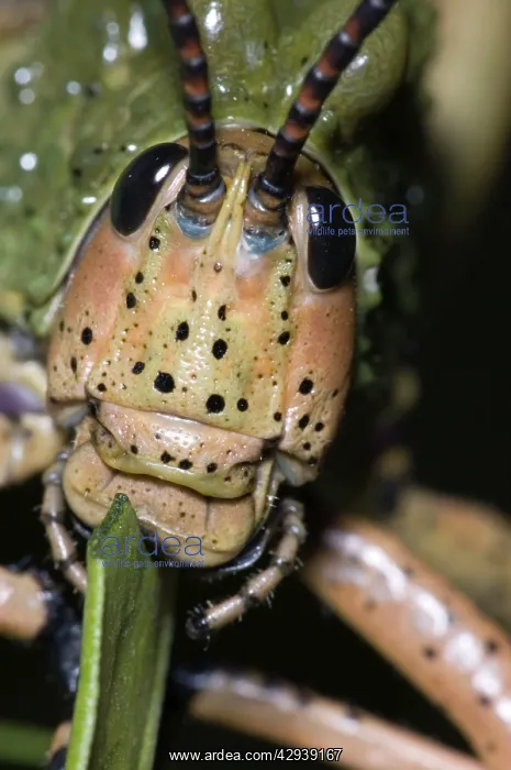 : Green Milkweed locust close-up, showing mouthparts : Green Milkweed locust close-up, showing mouthparts