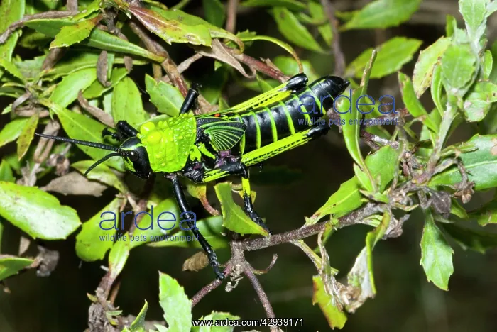 : Green Milkweed locust nymph, showing warning colours : Green Milkweed locust nymph, showing warning colours