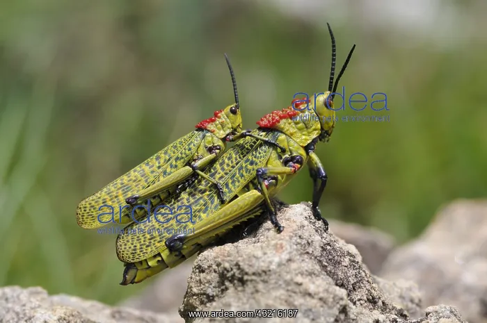 : Green Milkweed Locust (Phymateus viridipes) cop : Green Milkweed Locust (Phymateus viridipes) cop