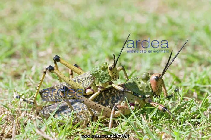 : Green Milkweed Locusts / African Bush Grasshopper - mating : Green Milkweed Locusts / African Bush Grasshopper - mating