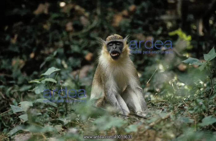 : Green Monkey : Green Monkey
