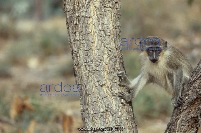 : Green Monkey : Green Monkey