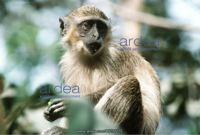 : GREEN MONKEY : GREEN MONKEY