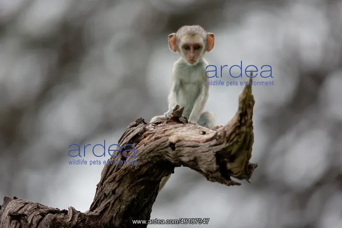 : Green monkey (Chlorocebus aethiops) young on a branch : Green monkey (Chlorocebus aethiops) young on a branch