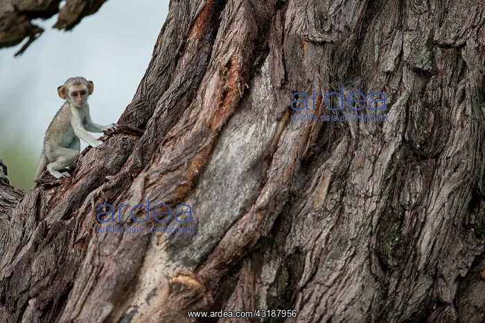  : Green monkey (Chlorocebus aethiops) young on a trunk