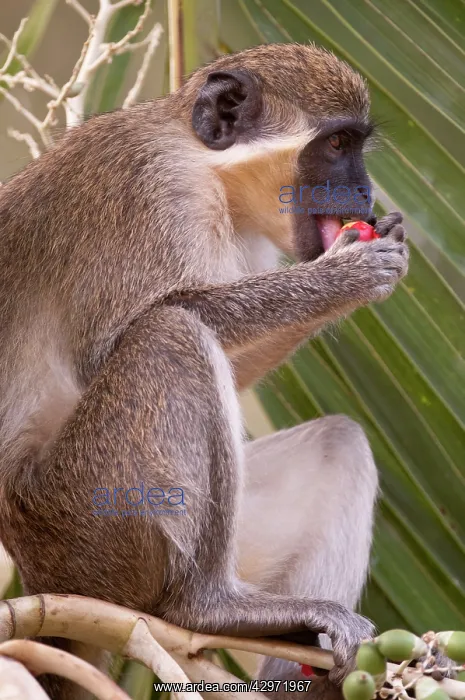: Green Monkey - eating fruit : Green Monkey - eating fruit