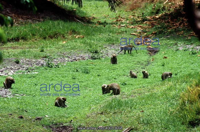 : Green Monkey - foraging : Green Monkey - foraging