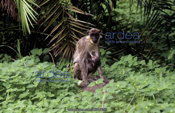 : Green Monkey - mother and baby : Green Monkey - mother and baby