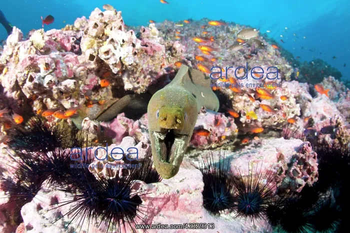 : Green moray, Gymnothorax castaneus with sea urchins and Guad : Green moray, Gymnothorax castaneus with sea urchins and Guad