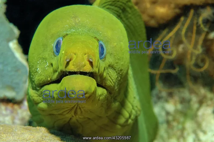 : Green moray (Gymnothorax funebris), Caribbean, Bahamas : Green moray (Gymnothorax funebris), Caribbean, Bahamas