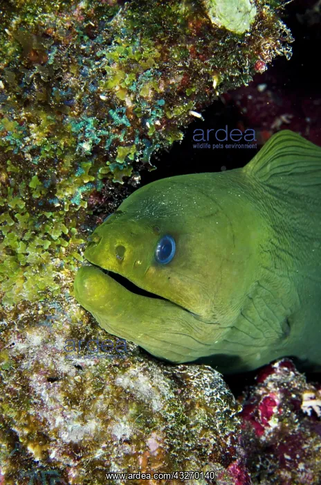 : Green Moray (Gymnothorax funebris), Bonaire : Green Moray (Gymnothorax funebris), Bonaire