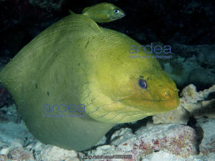 : Green moray (Gymnothorax funebris). Dive site John : Green moray (Gymnothorax funebris). Dive site John