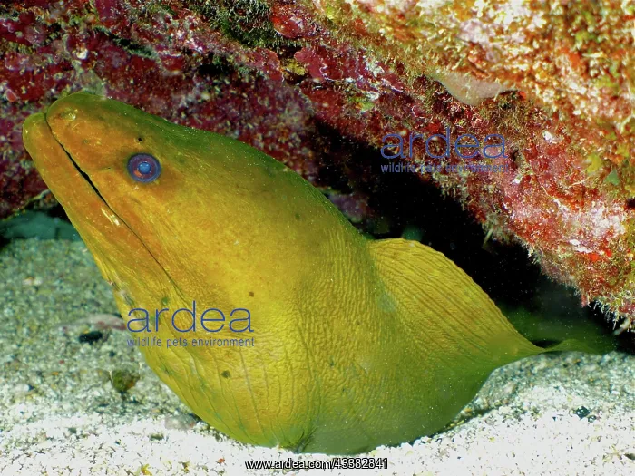 : Green moray (Gymnothorax funebris). Dive site John : Green moray (Gymnothorax funebris). Dive site John