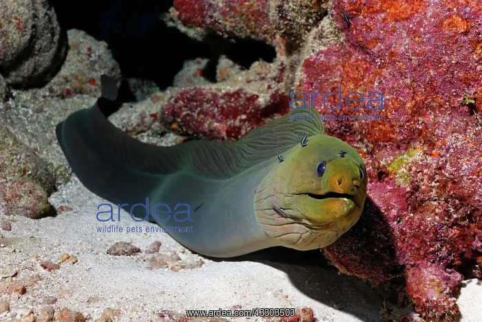 : Green Moray (Gymnothorax funebris), an eel, looking : Green Moray (Gymnothorax funebris), an eel, looking