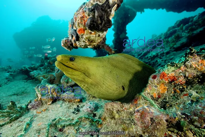 : Green moray - Santa Lucia Camaguey Cuba Caribbean Sea Atlant : Green moray - Santa Lucia Camaguey Cuba Caribbean Sea Atlant