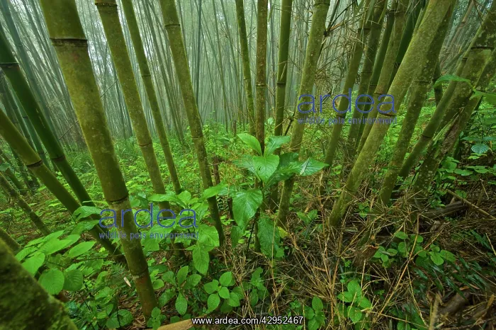 : Green Mountain Bamboo forest : Green Mountain Bamboo forest
