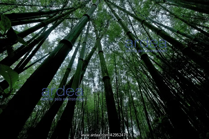 : Green Mountain Bamboo forest : Green Mountain Bamboo forest