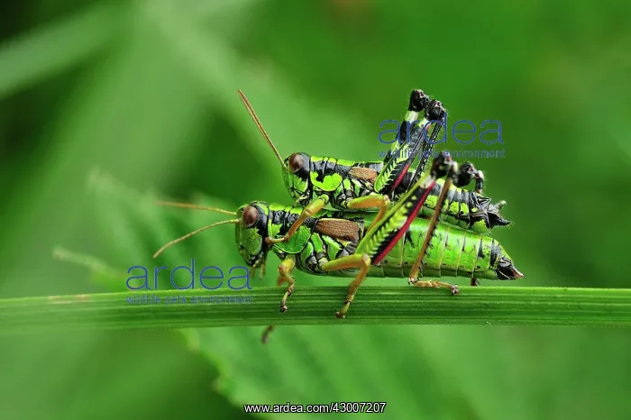 : Green Mountain Grasshopper mating : Green Mountain Grasshopper mating
