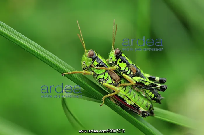 : Green Mountain Grasshopper mating : Green Mountain Grasshopper mating