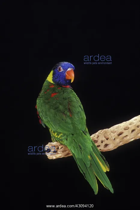 : Green-Naped Lorikeet : Green-Naped Lorikeet