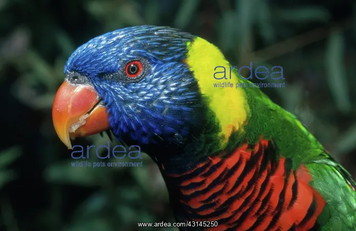 : Green-naped Lory : Green-naped Lory