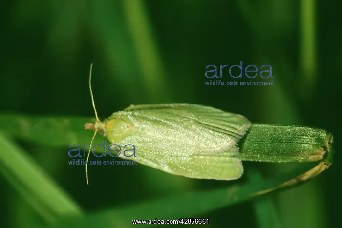 : Green Oak Roller MOTH : Green Oak Roller MOTH