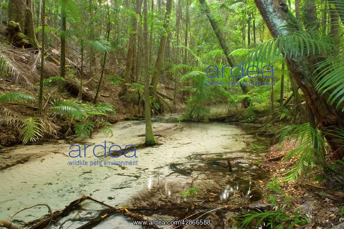 : Green Oasis - remarkably clear Wanggoolba Creek : Green Oasis - remarkably clear Wanggoolba Creek