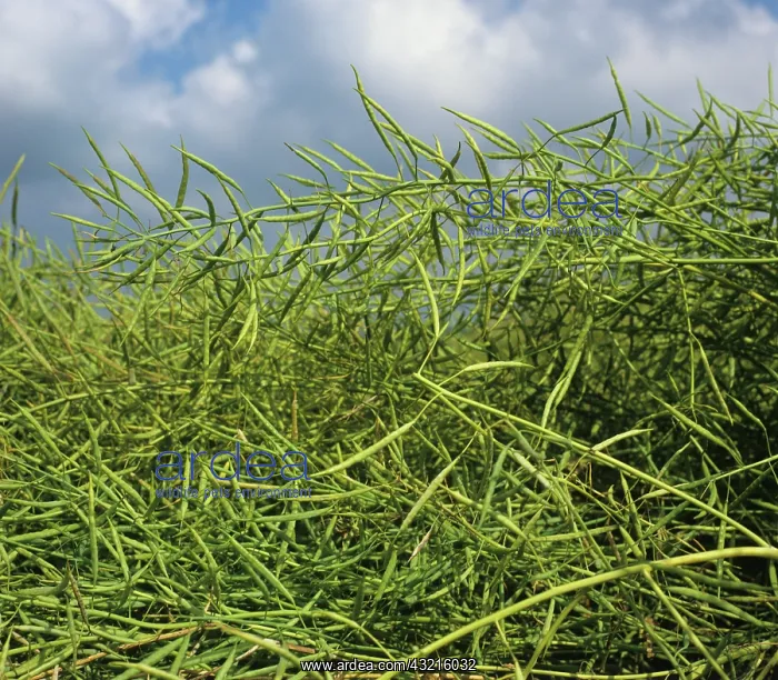  : Green oilseed beginning to ripen
