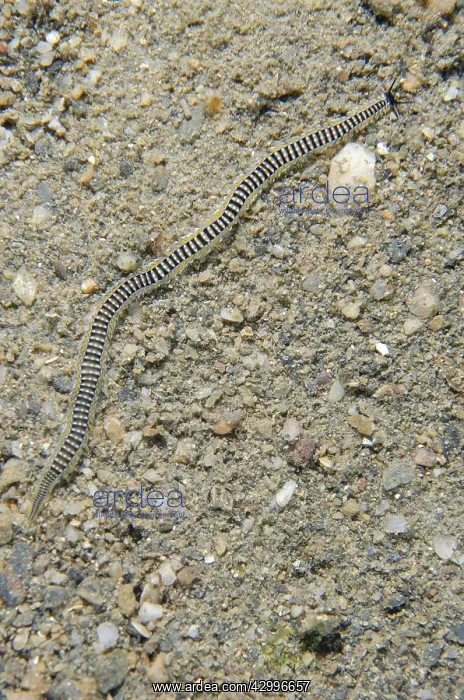 : Green Paddle Worm - on sand, Night dive - Tasi Tolu : Green Paddle Worm - on sand, Night dive - Tasi Tolu