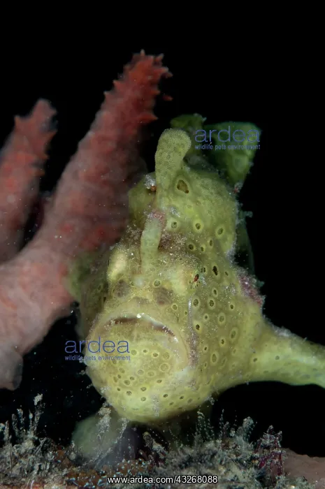  : Green Painted Frogfish - by sponge