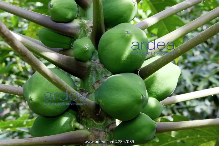 : Green papaya / Melon fruit / Melon pawpaw : Green papaya / Melon fruit / Melon pawpaw