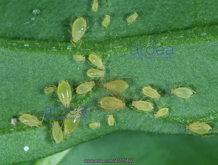 : Green peach aphid : Green peach aphid