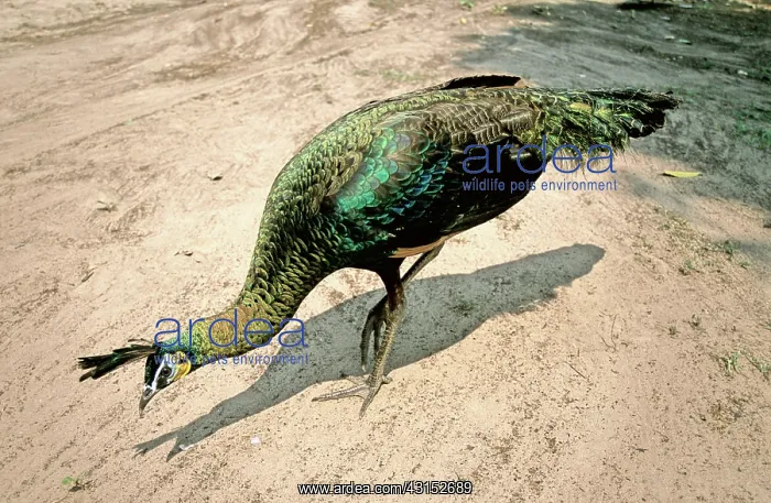 : Green Peafowl, Cambodia : Green Peafowl, Cambodia