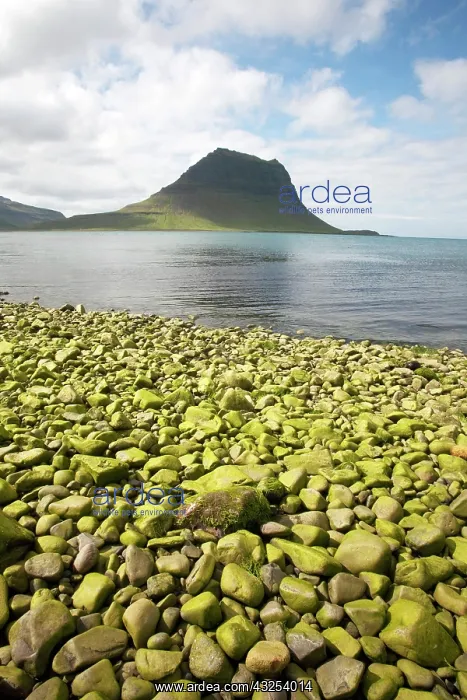 : Green Pebble Beach caused by lichen on coast : Green Pebble Beach caused by lichen on coast