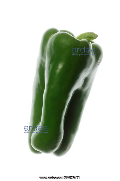  : Green Pepper