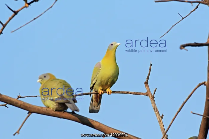 : Green Pigeons : Green Pigeons