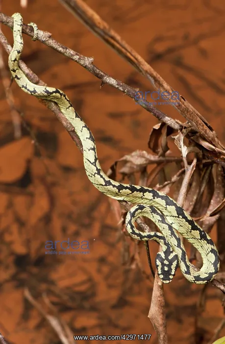 : Green Pit Viper - resting on twigs - above forest stream : Green Pit Viper - resting on twigs - above forest stream