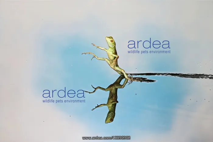  : Green  /  Plumed Crested basilisk - basilisk youngster