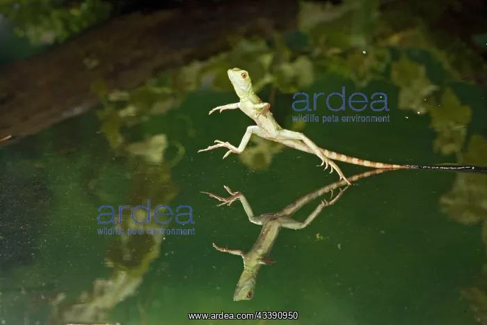 : Green / Plumed Crested basilisk - young running : Green / Plumed Crested basilisk - young running