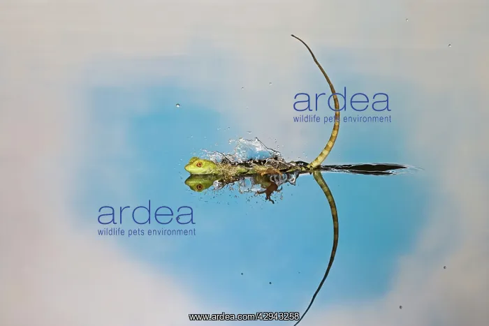 : Green / Plumed Crested basilisk - young running across water : Green / Plumed Crested basilisk - young running across water