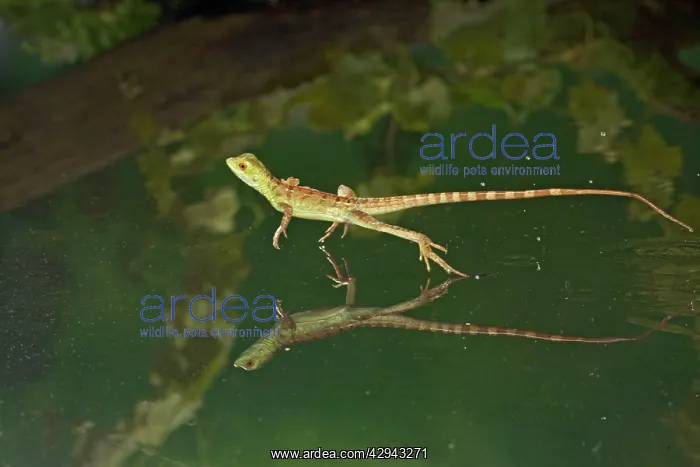 : Green / Plumed Crested basilisk - young running across water : Green / Plumed Crested basilisk - young running across water