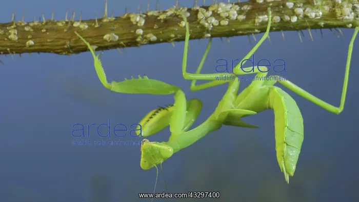 : Green praying mantis hangs on at horny branch of : Green praying mantis hangs on at horny branch of