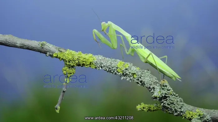 : Green praying mantis sits on tree branch and cle : Green praying mantis sits on tree branch and cle